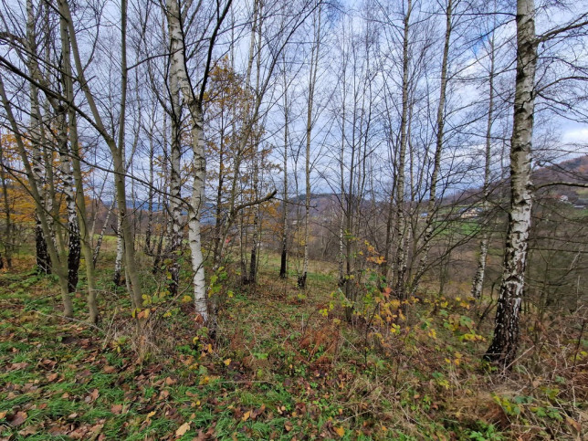 Działka Sprzedaż Stryszawa 6